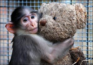 monkey's love