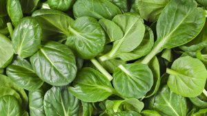 flat smooth leaf spinach